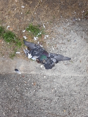 Columba livia domestica