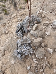 Eriogonum havardii