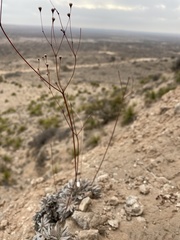 Eriogonum havardii