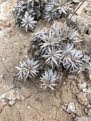 Eriogonum havardii