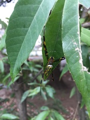 Trichonephila clavata