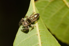 Bryantella