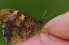 Pararge aegeria