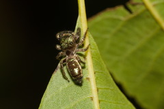 Bryantella