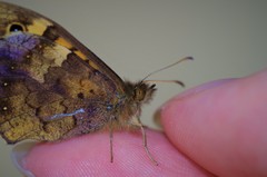 Pararge aegeria