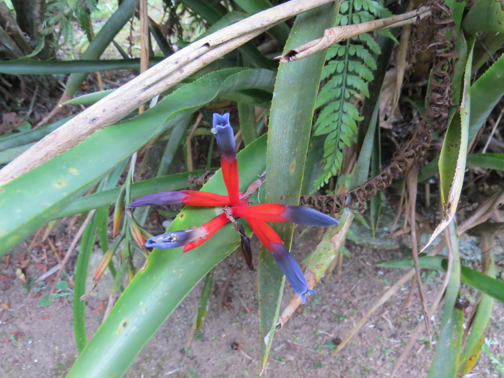 Quesnelia liboniana