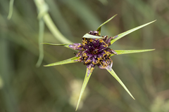 Tragopogon coelesyriacus