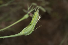 Tragopogon coelesyriacus