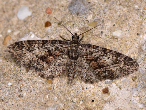 Representative image of Eupithecia cocciferata