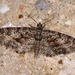 Eupithecia cocciferata - Photo (c) Paolo Mazzei, μερικά δικαιώματα διατηρούνται (CC BY-NC), uploaded by Paolo Mazzei
