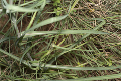 Tragopogon coelesyriacus