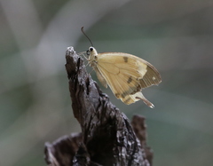 Papilio dardanus meriones