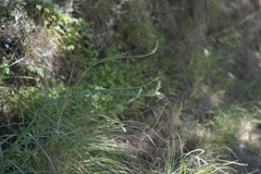 Tragopogon coelesyriacus