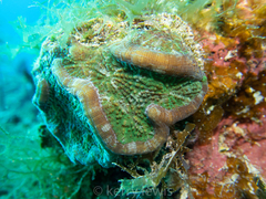 Mycetophyllia