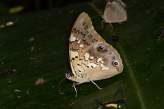 Prepona pylene eugenes