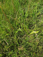 Habenaria filicornis