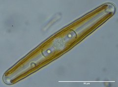 Navicula oblonga