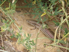 Heremites vittatus