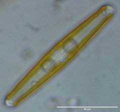 Navicula oblonga