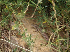 Heremites vittatus