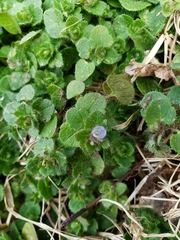 Veronica hederifolia