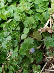 Veronica hederifolia