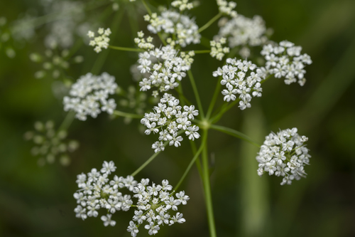 Image of Cretan Pignut (Scaligeria napiformis) by (c) Eleftherios Katsillis, some rights reserved (CC BY)
