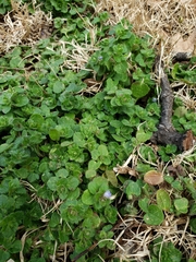 Veronica hederifolia