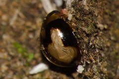Calloeneis signata