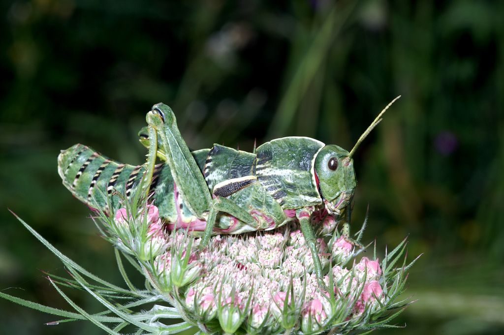 Sardinian Stone Grasshopper