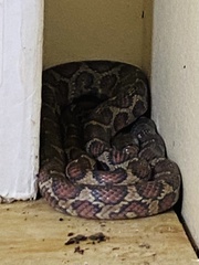 Pseudelaphe flavirufa