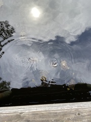 Trachemys scripta scripta