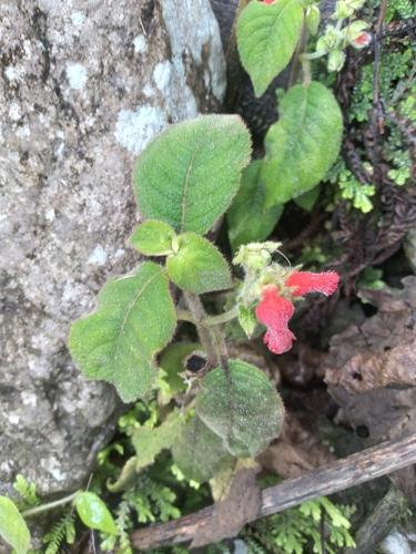 Pearcea sprucei