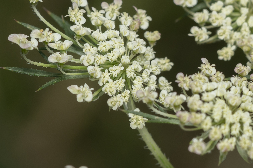 wild carrot