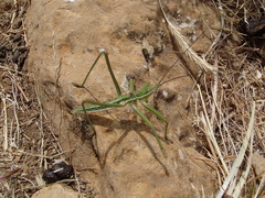 Saga ornata