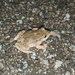 Catalonian Midwife Toad - Photo (c) sergiCR, some rights reserved (CC BY-NC), uploaded by sergiCR