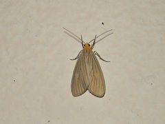 Agaraea