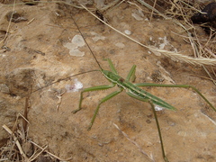 Saga ornata