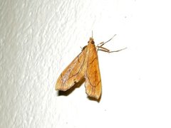 Anarmodia repandalis