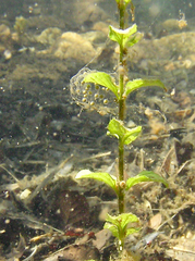 Hyla sarda
