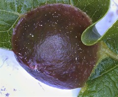 Dryocosmus quercuslaurifoliae