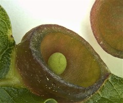 Dryocosmus quercuslaurifoliae