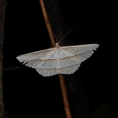 Heteralex rectilineata