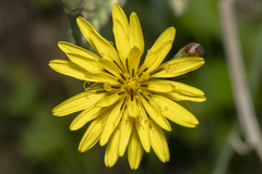 Pseudopodospermum elatum