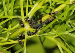 Aphis fabae solanella