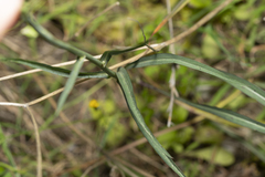 Pseudopodospermum elatum