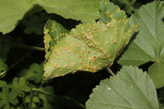 Puccinia malvacearum