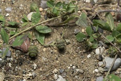 Medicago turbinata