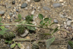 Medicago turbinata