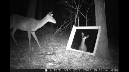 White-tailed Deer photographed in North Carolina